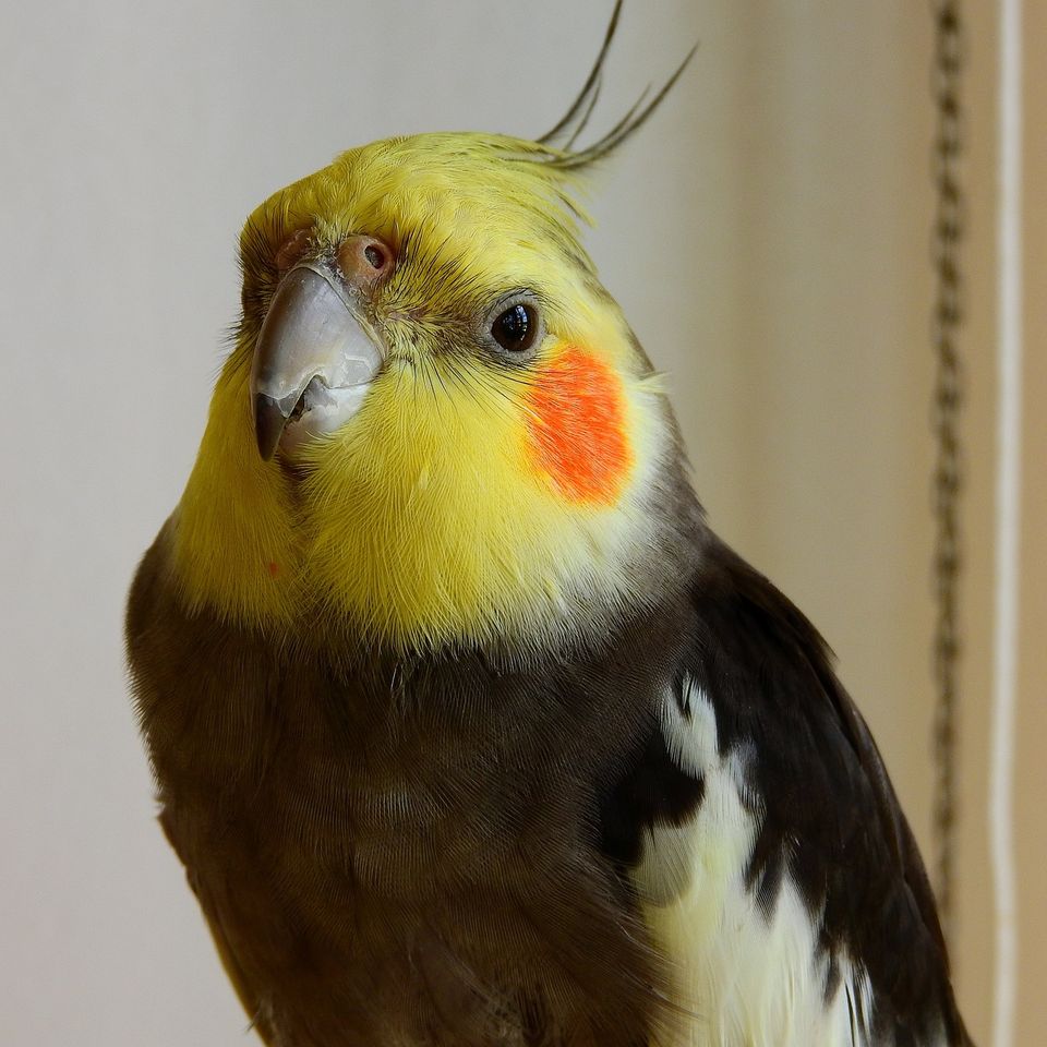 Bird g018dbe790 1920