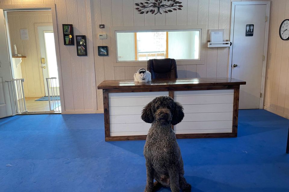 Kindred spirts dog training 12