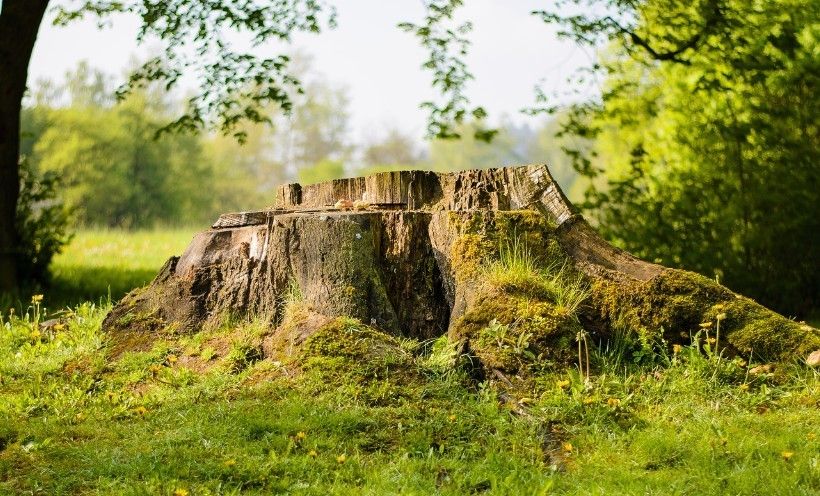 tree service in madison nc, tree removal, stump grinding, mulching, tree cutting,