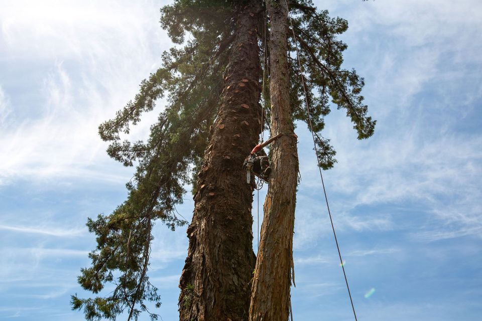 large tree removal roseville 