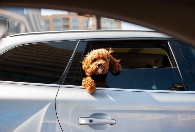 Dog g4a10926c5 1920