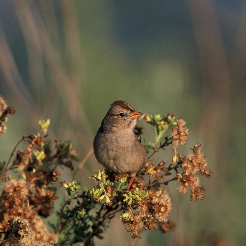 Chuckgraham whitecrownedsparrow img05520121130 1864 3xgs8h 0