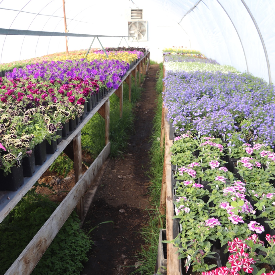 Flower greenhouse 2