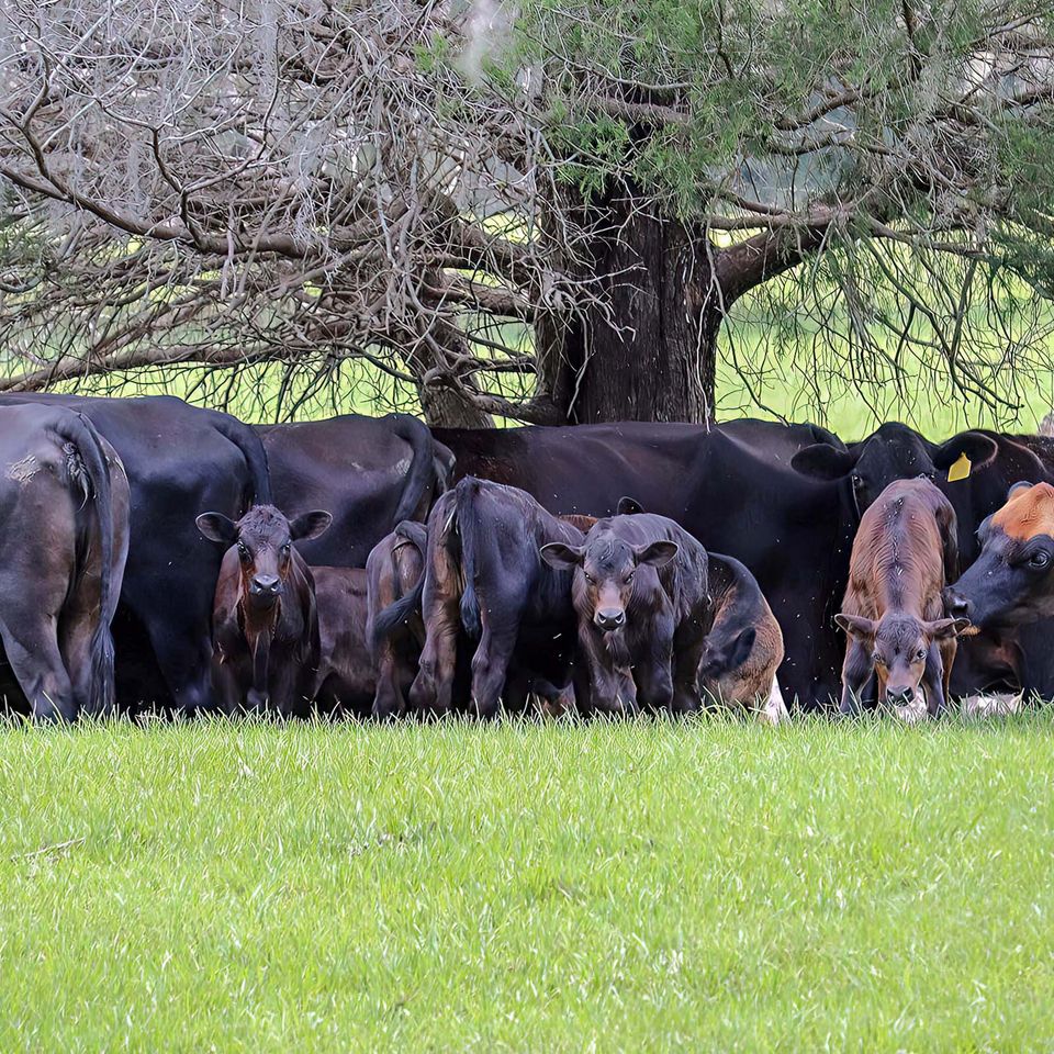 Young calves and parents