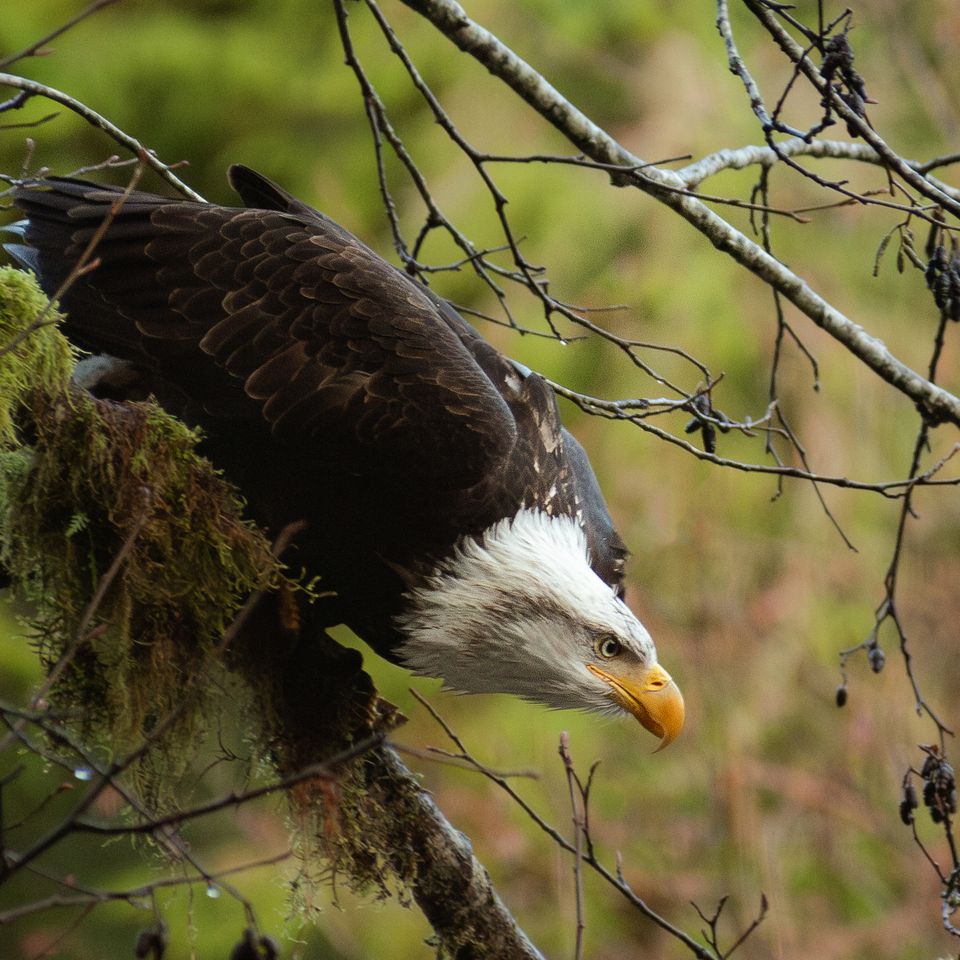 Eagle k.mcgregor
