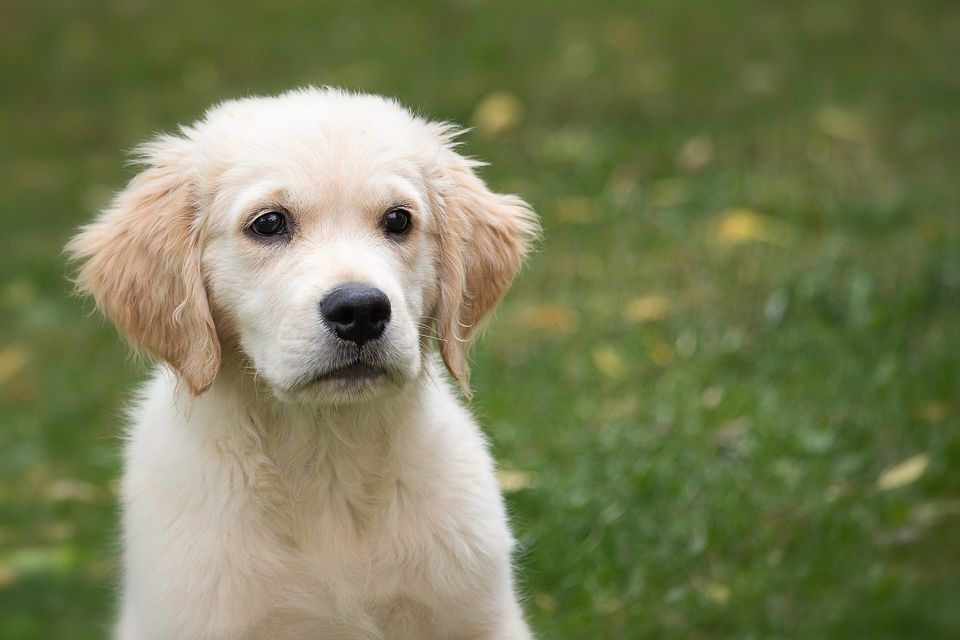 Dog g3ab858588 1920