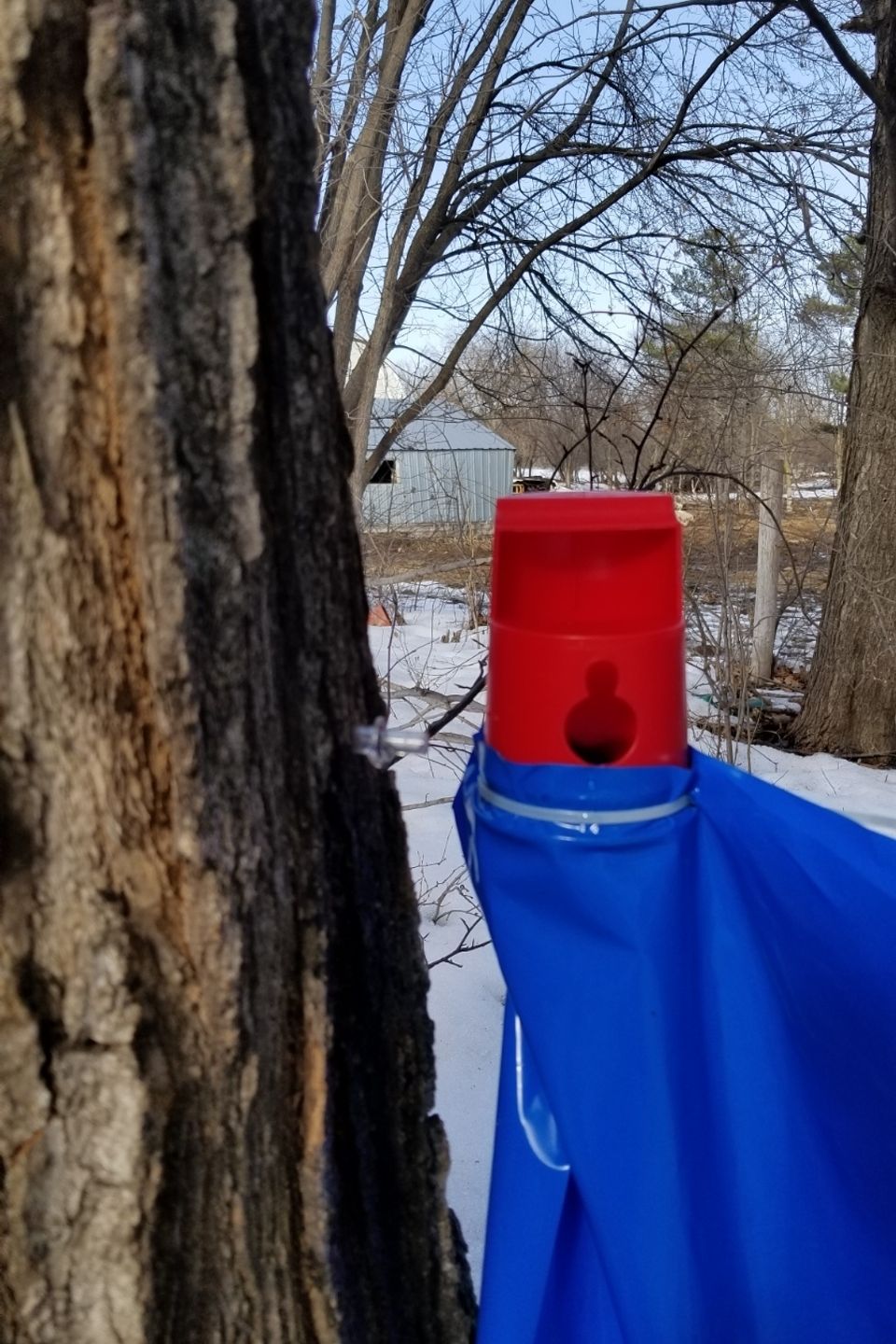 Sap tie