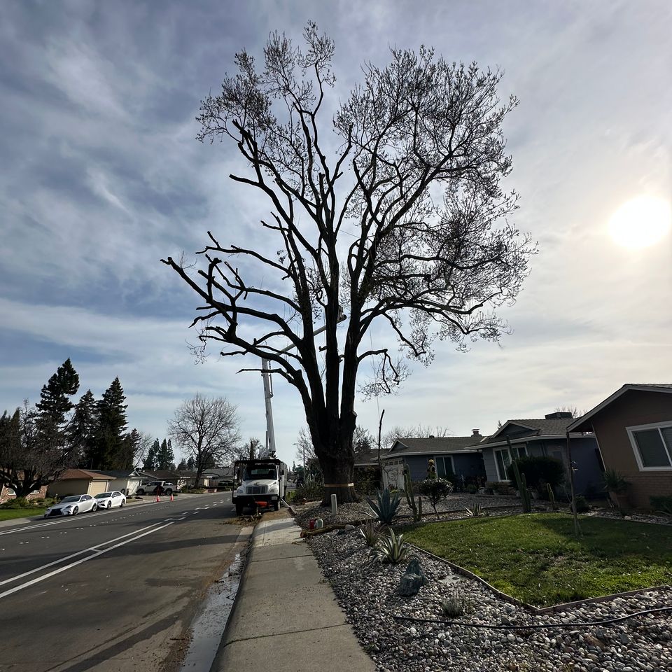 The Arbor Tree Service Company performing precision tree trimming in Woodland CA
