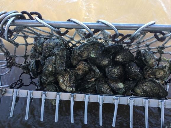 Harvesting oysters 3(1)a