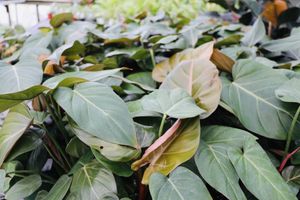 Summergloryphilodendron