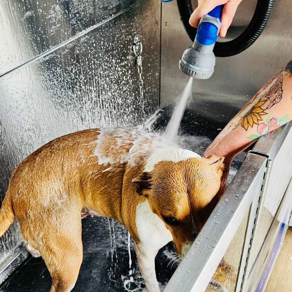 Dogwash