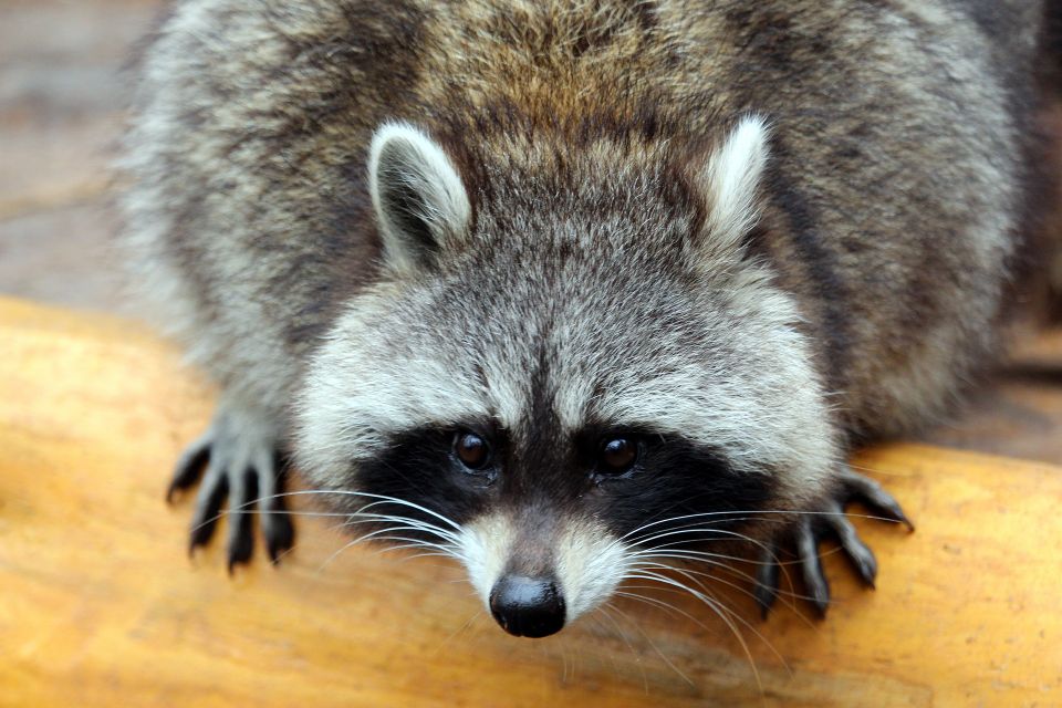 racoon and wildlife Pest Control