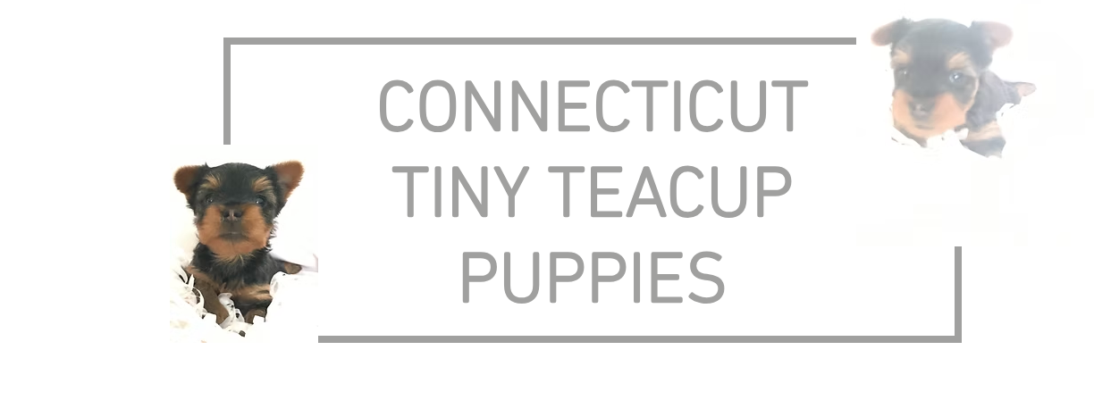 Connecticut  Tiny Teacup Puppies 