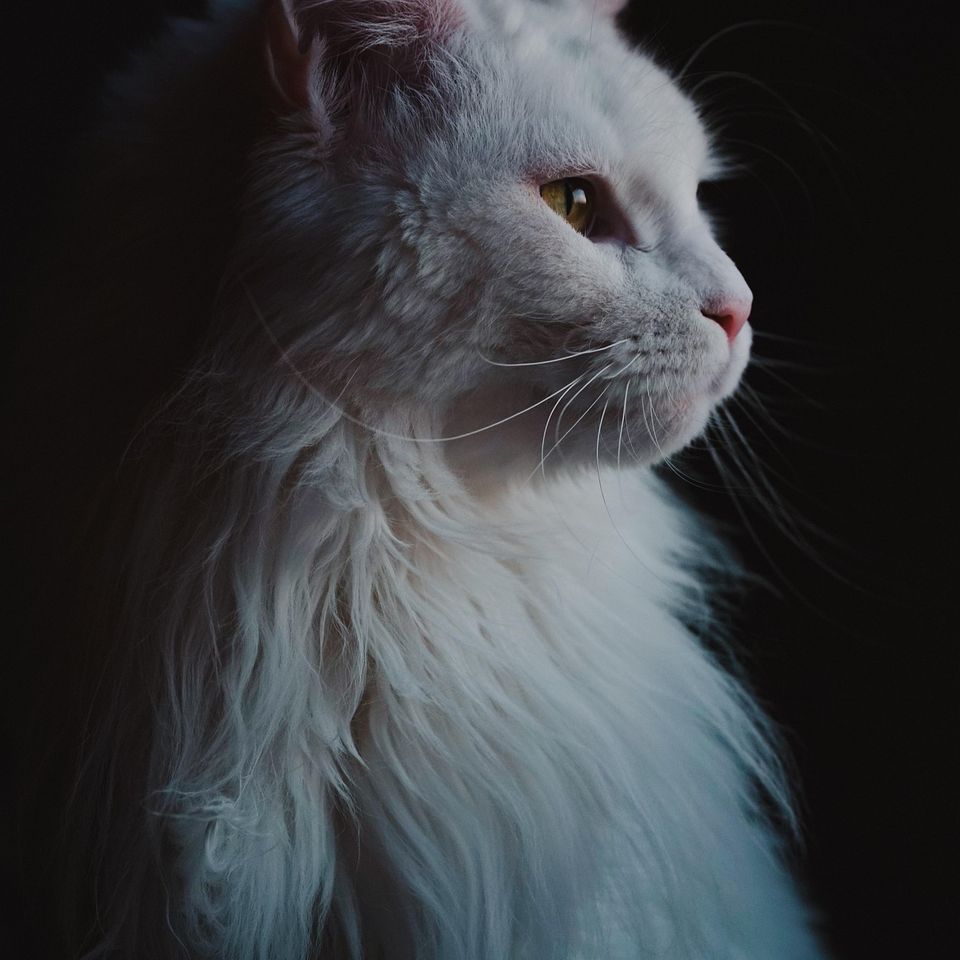 Cat ga5f22670e 1920