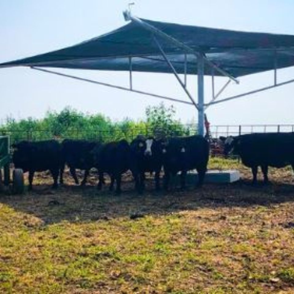Tsm cattle shade2