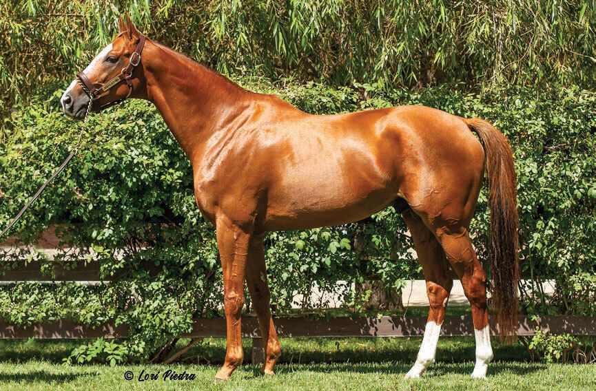Horse 1