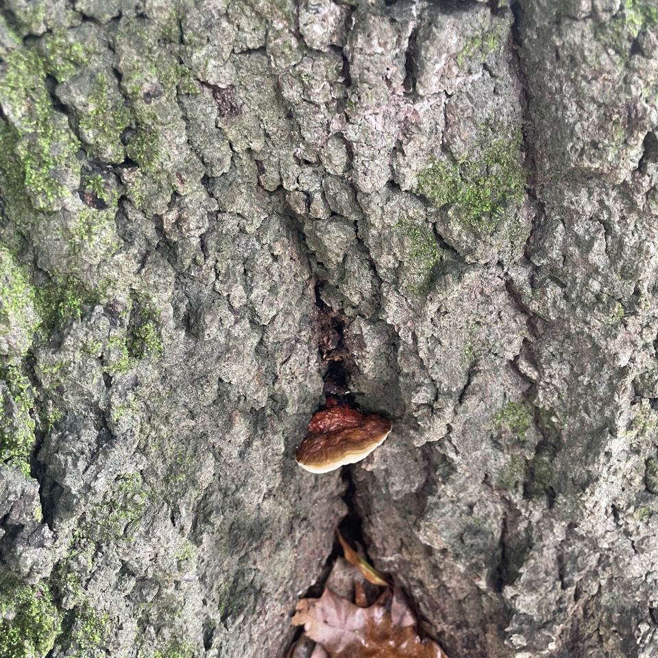 3TG LLC, Tree Removal near Clayton  NC, Tree Services near Clayton  NC, Tree Trimming, Tree Pruning, Stump Grinding