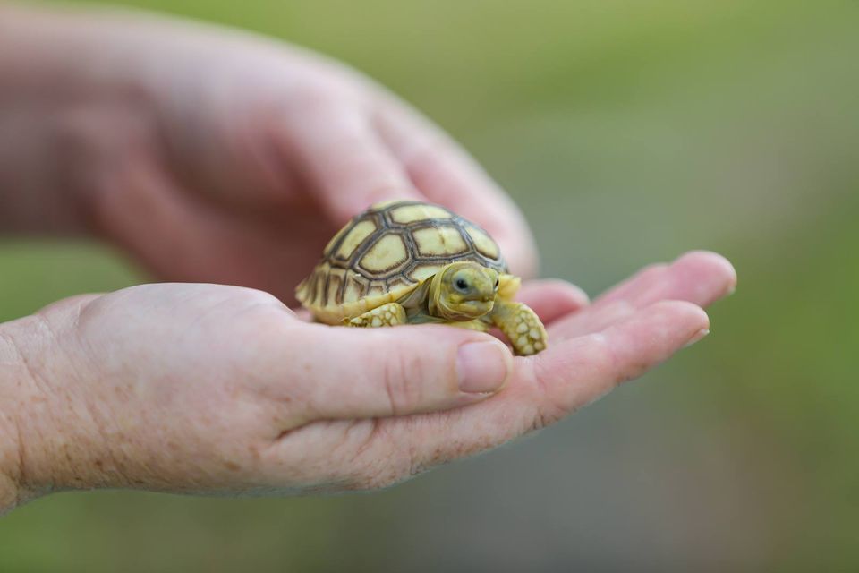 Holding a baby turtle in florida