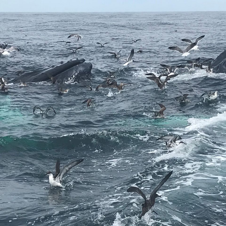 Whales birds feeding