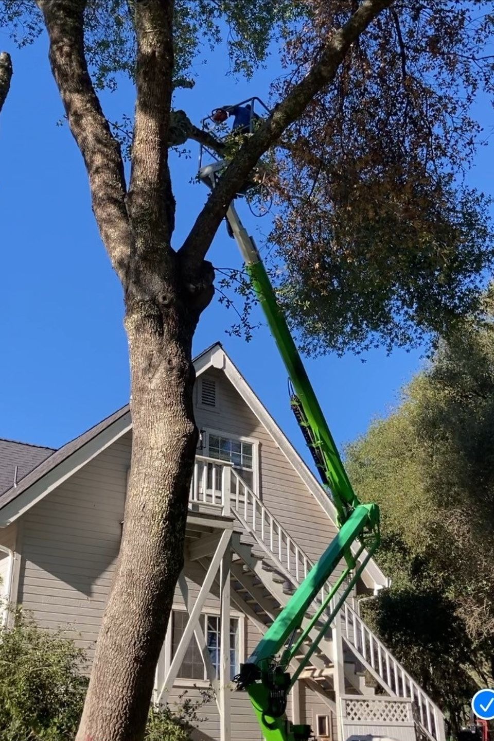 tree removal roseville