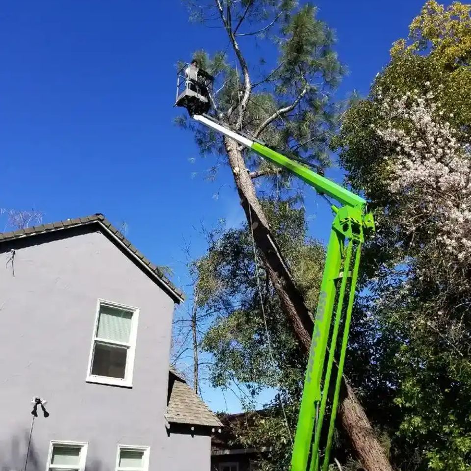 Lyons Tree Service arborist using a professional bucket truck to safely prune a tall Oak tree in Roseville, CA, providing precision canopy thinning where ladders can't reach.