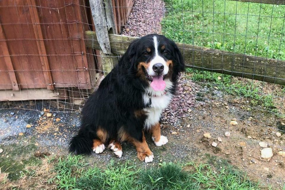 Brown black white dog