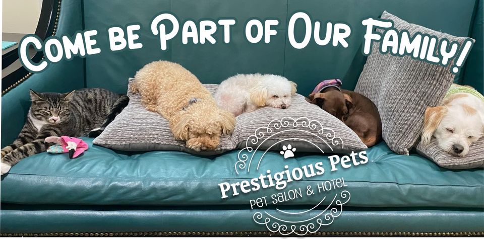 Couch pets