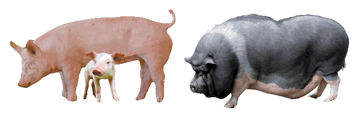Pigs