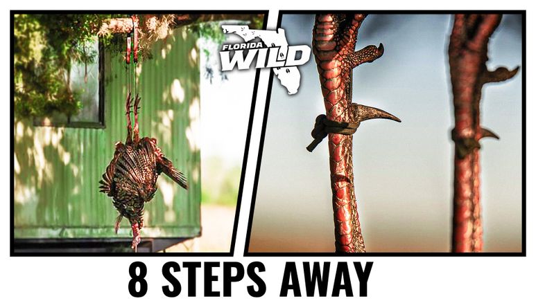 Brian (fla wild turkey hunt) thumbnail 2nd