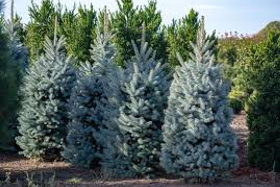 Blue spruce