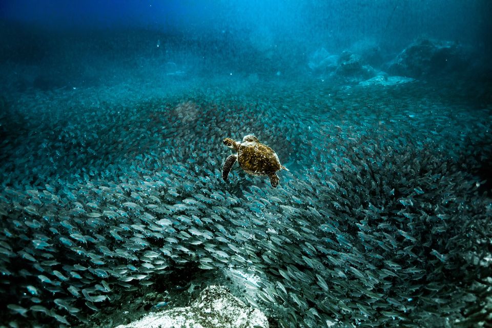 Turtle baitball