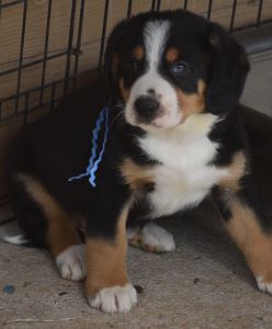 Blizzard blue collar boy 21523 cs