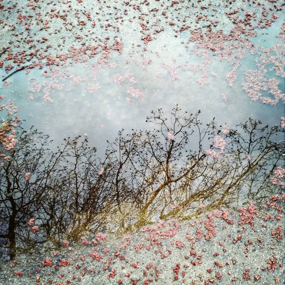 20x20   arlene   flower reflections in puddle