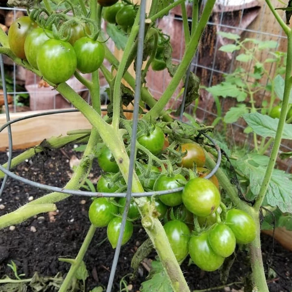 Tomatos2