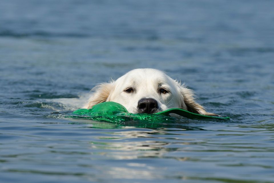 Golden retriever 662817 1920