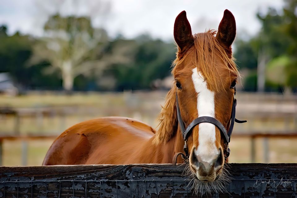 Brown horse looking copy