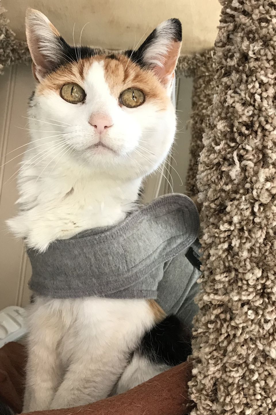 Mochi