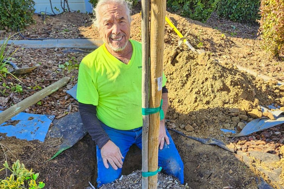 lowest price tree service sacramento