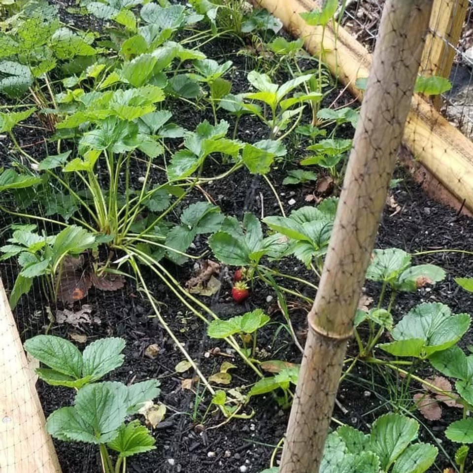 Strwberries