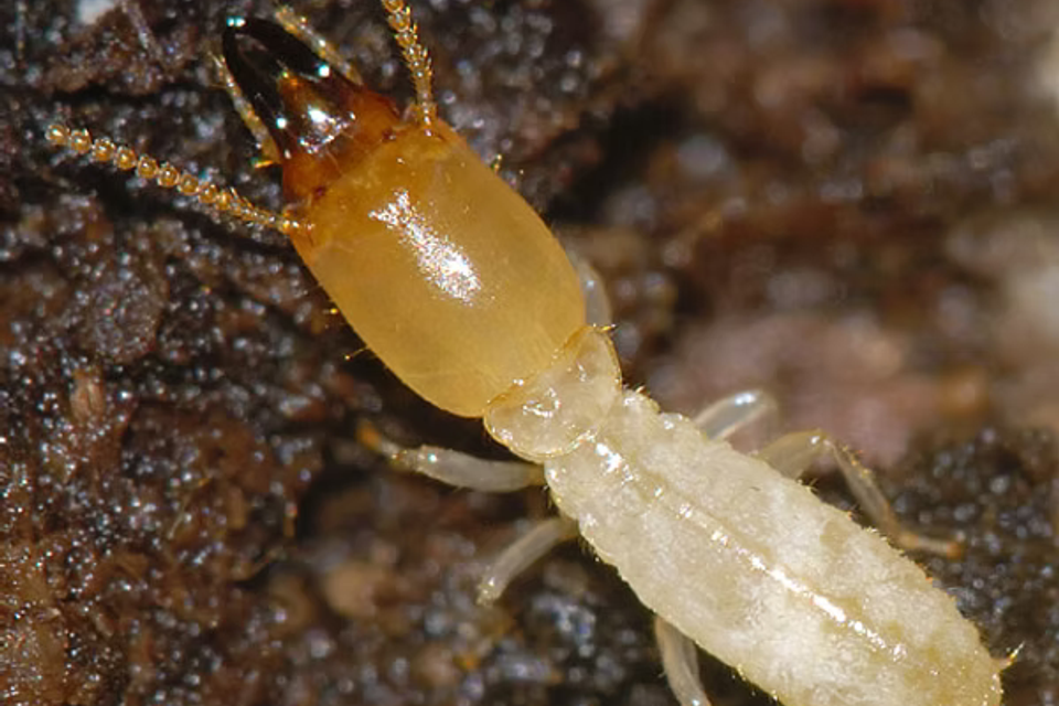 Termites4