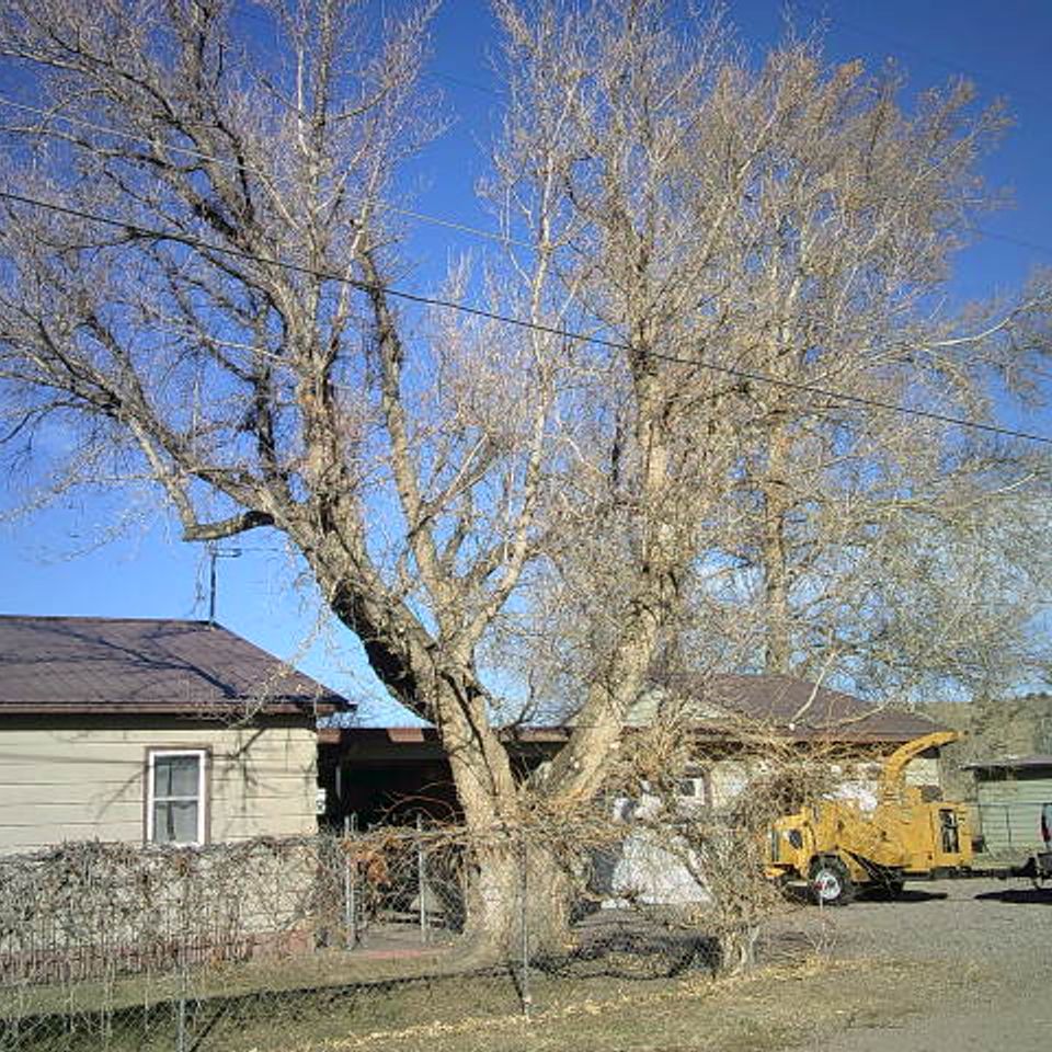 Trees of life tree service 11