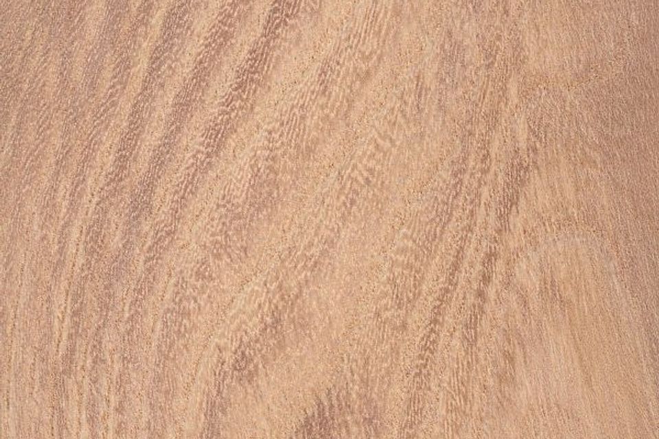 Elm