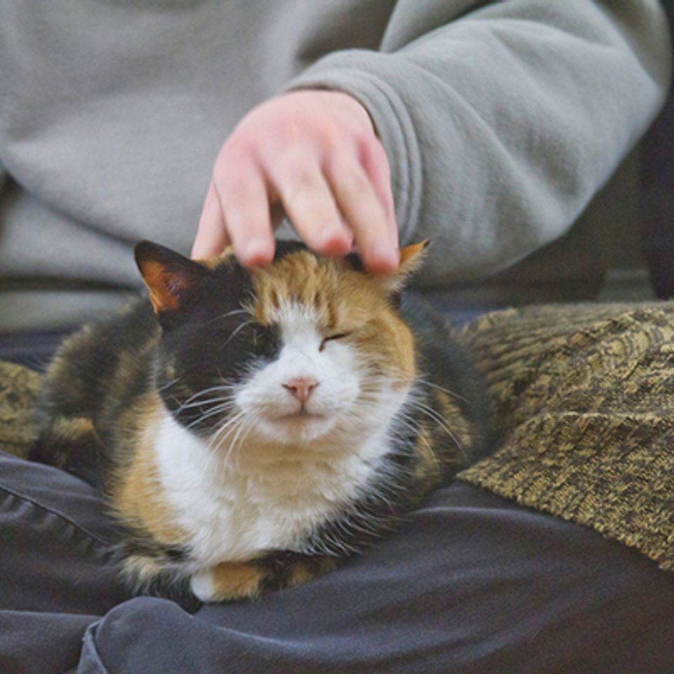 A calico cat in a lap