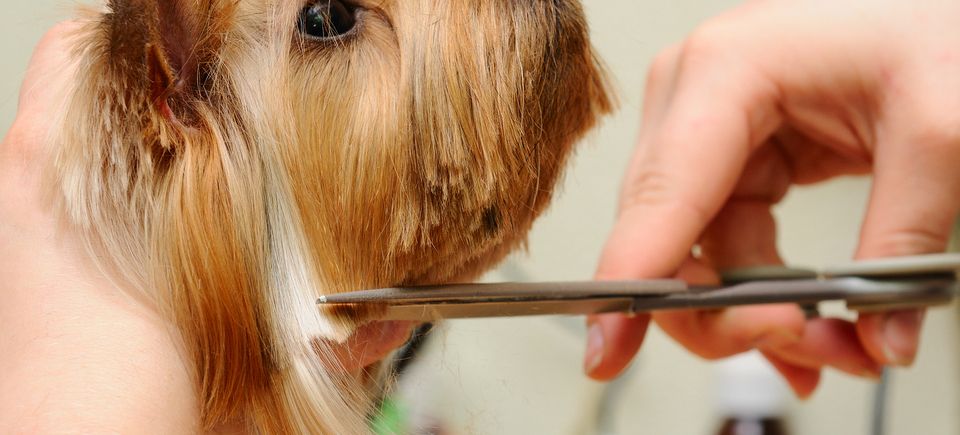 The Soapy Dog Knightdale NC, Dog Grooming 27545, Dog Washing,