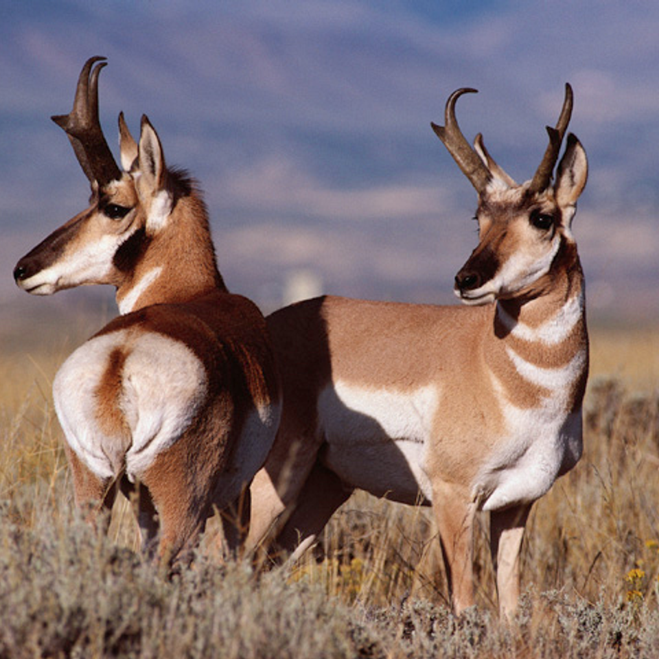 Pronghornantelope1 orig