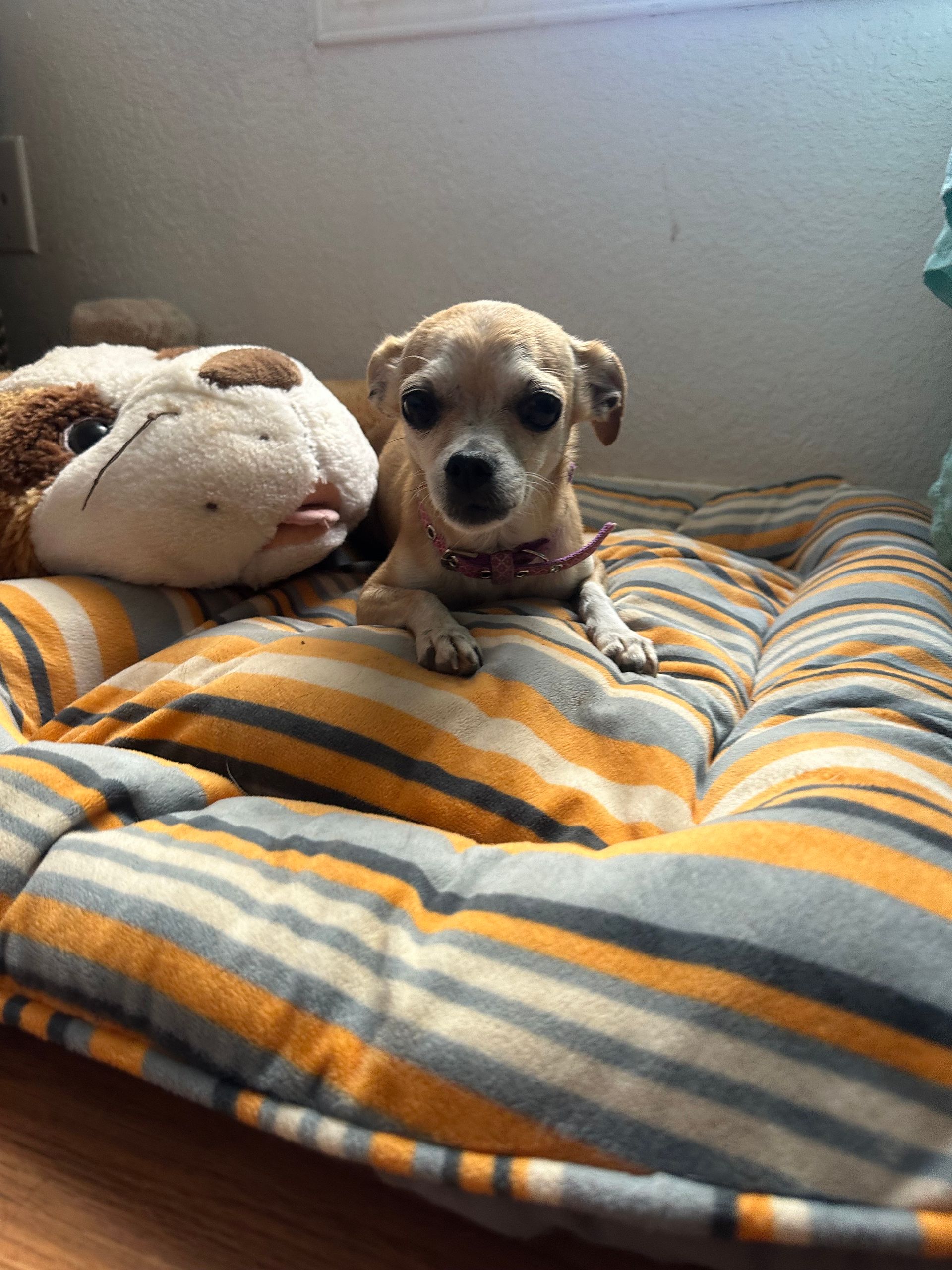 A happy rescue pup in the Paw-Rump play yard