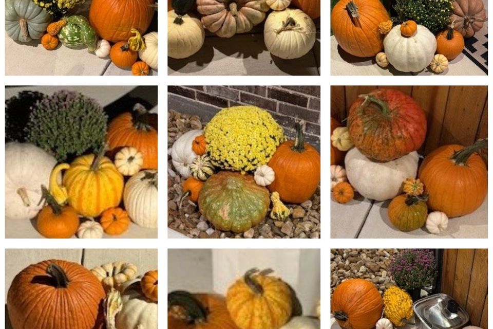 Pumpkin pic   elizabeth collage