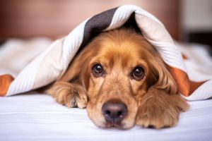 English cocker spaniel g63ec87747 1920
