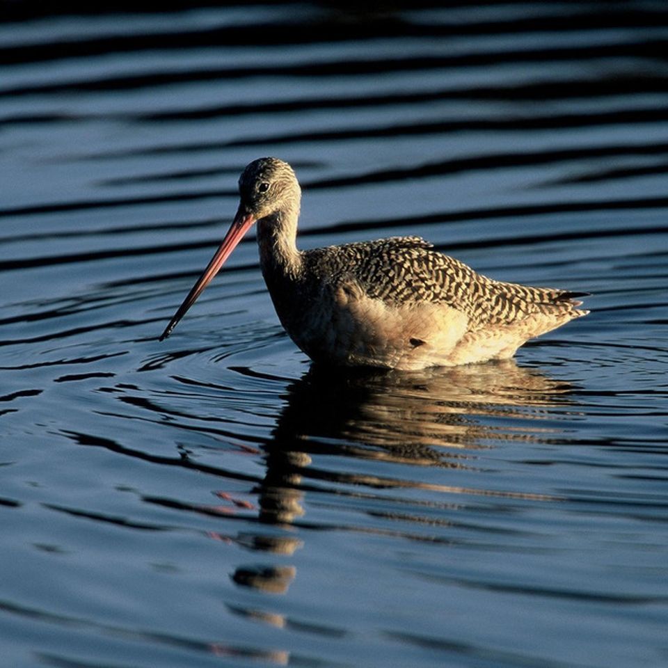 Marbled godwit20121130 1865 143022l 0