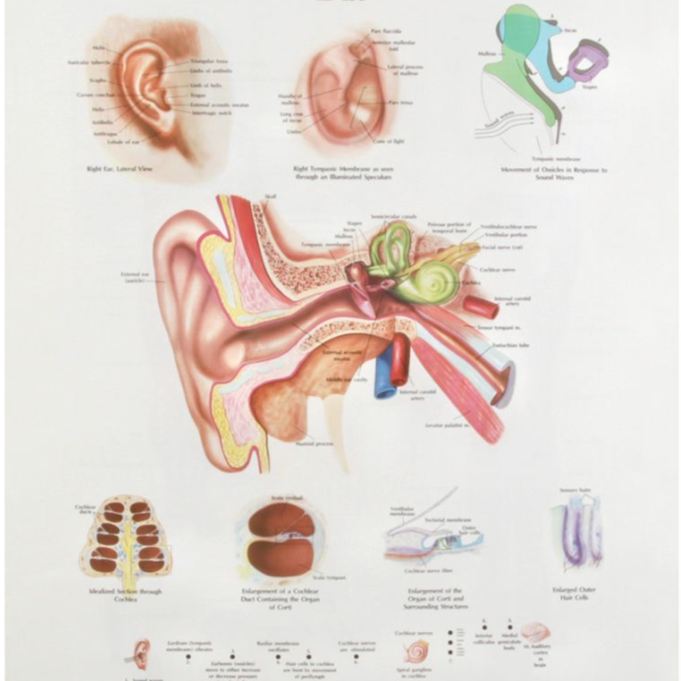 Human ear chart